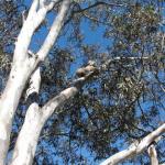 Raymond Island - Koalas